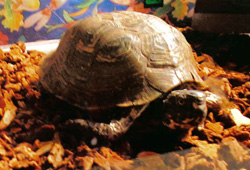 Speedy