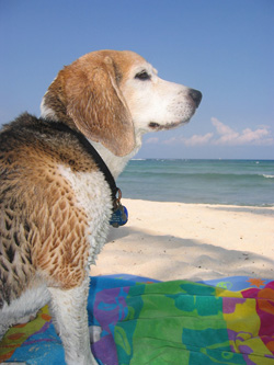 Cooper