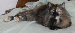 Lily