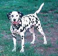 Dotty