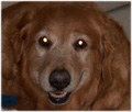 Bailey